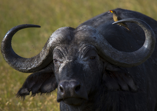 African buffalo (syncerus caffer) in grassland with oxpecker on back, Rift valley province, Maasai mara, Kenya