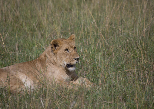 Young lion (panthera leo) resting in the savannah, Rift valley province, Maasai mara, Kenya