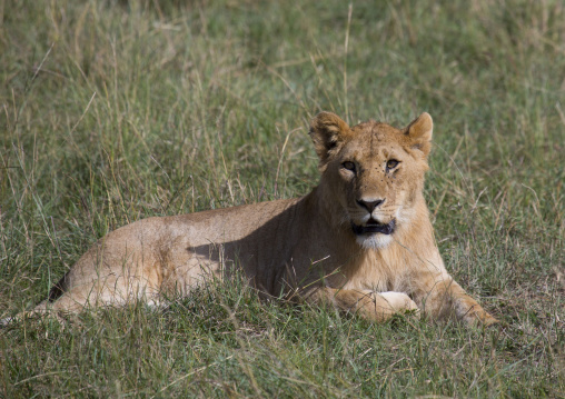 Young lion (panthera leo) resting in the savannah, Rift valley province, Maasai mara, Kenya