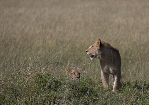 Young lion (panthera leo) hunting, Rift valley province, Maasai mara, Kenya