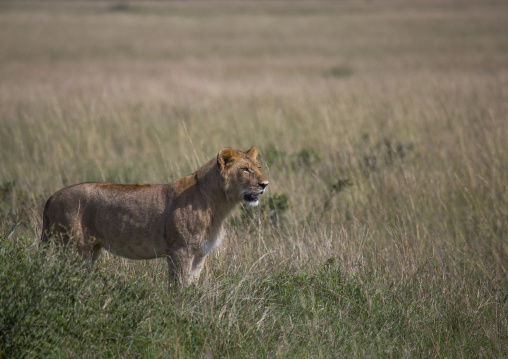 Young lion (panthera leo) hunting, Rift valley province, Maasai mara, Kenya
