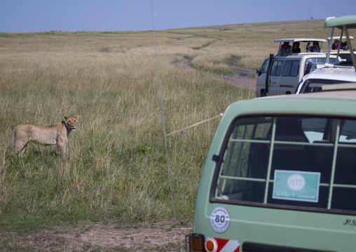 Tourists in a bus watching young lion (panthera leo) passing in the bush, Rift valley province, Maasai mara, Kenya