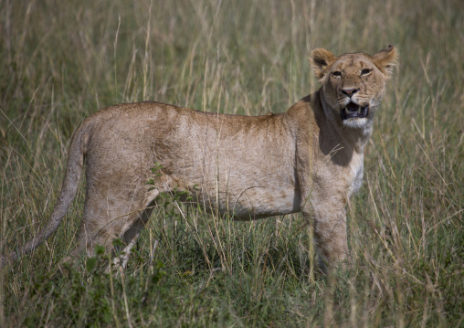 Young lion (panthera leo) hunting, Rift valley province, Maasai mara, Kenya