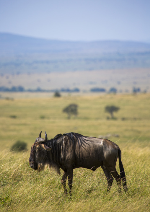 Black wildebeest (connochaetes gnou), Rift valley province, Maasai mara, Kenya