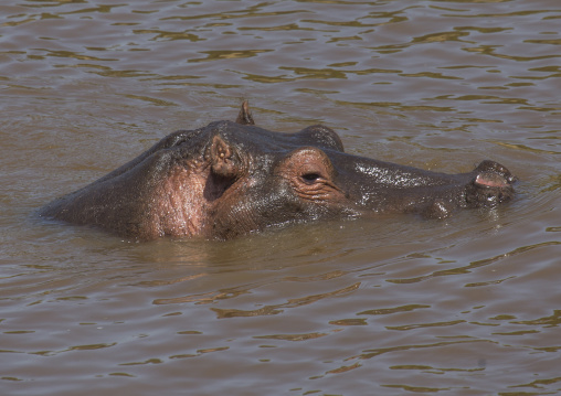 Hippopotamus amphibius in a river, Rift valley province, Maasai mara, Kenya