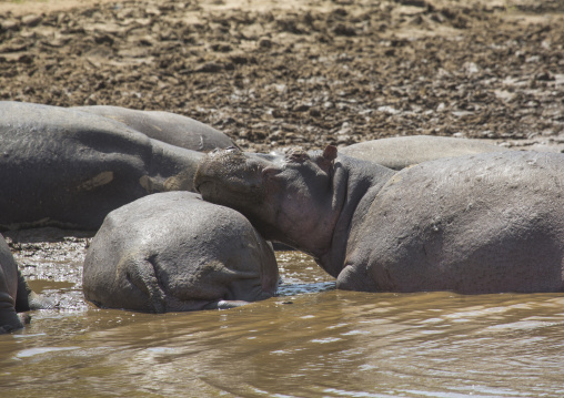 Hippopotamus amphibius in a river, Rift valley province, Maasai mara, Kenya
