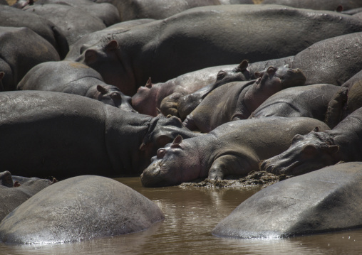 Hippopotamus amphibius in a river, Rift valley province, Maasai mara, Kenya