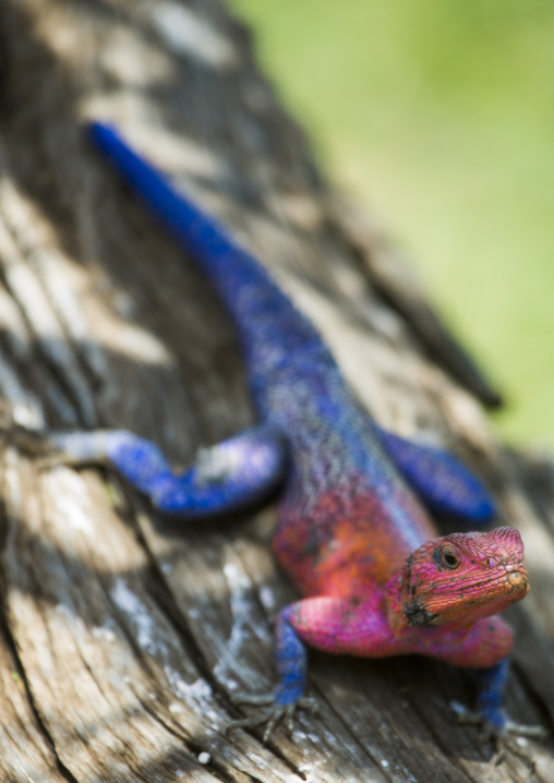 Agama (agama agama), Rift valley province, Maasai mara, Kenya