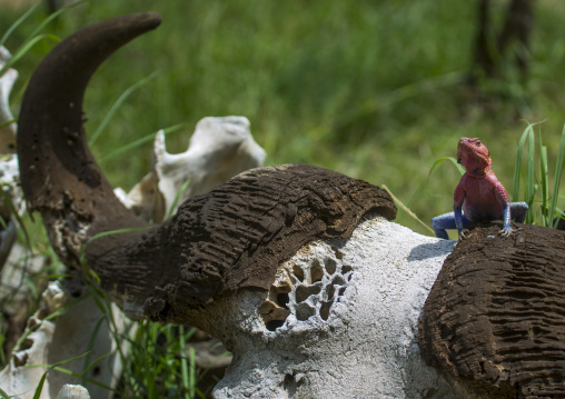 Agama (agama agama) on a buffalo skull, Rift valley province, Maasai mara, Kenya