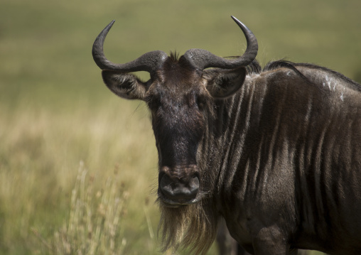 Black wildebeest (connochaetes gnou), Rift valley province, Maasai mara, Kenya