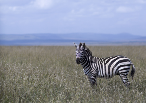 Burchells zebra (equus burchellii), Rift valley province, Maasai mara, Kenya