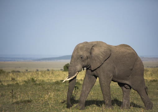 African elephant (loxodonta africana), Rift valley province, Maasai mara, Kenya