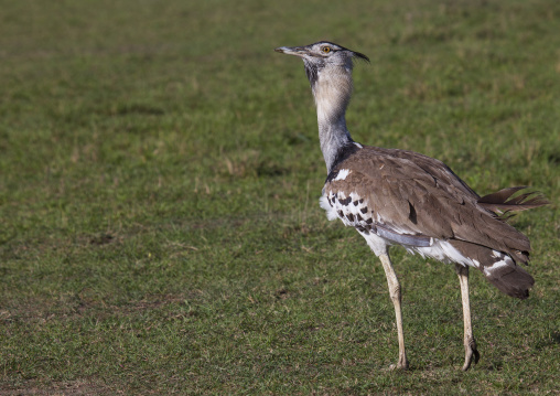 Kori bustard, Rift valley province, Maasai mara, Kenya