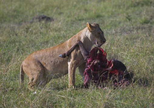 Lioness (panthera leo) eating a wildbeest, Rift valley province, Maasai mara, Kenya