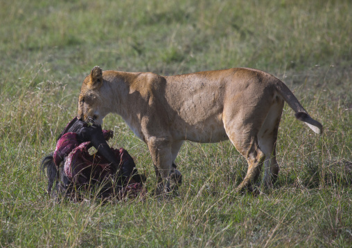 Lioness (panthera leo) eating a wildbeest, Rift valley province, Maasai mara, Kenya