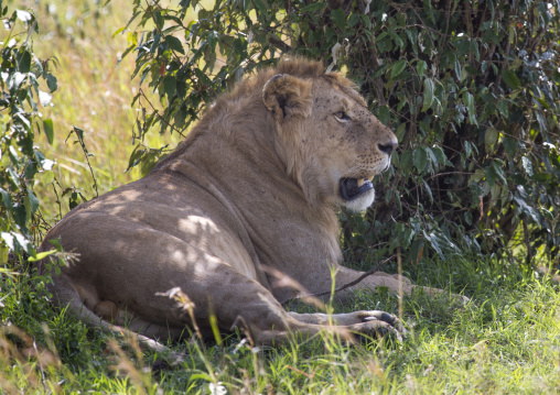 Lion (panthera leo) resting under a tree shadow, Rift valley province, Maasai mara, Kenya