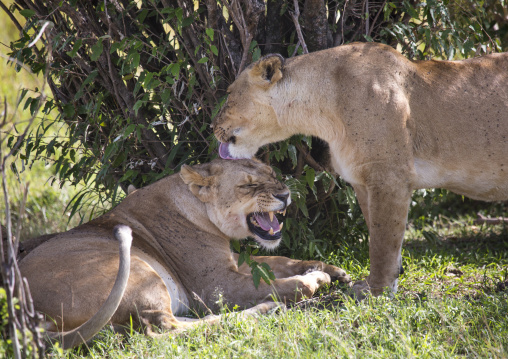 Lion and lioness (panthera leo) lying in the savannah, Rift valley province, Maasai mara, Kenya