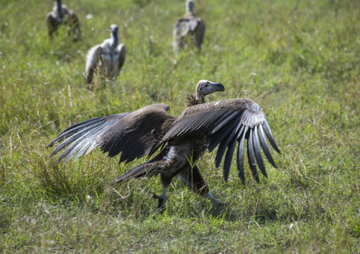White-backed vulture (gyps africanus), Rift valley province, Maasai mara, Kenya