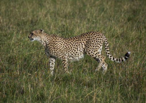 Cheetah (acinonyx jubatus) walking in the grass, Rift valley province, Maasai mara, Kenya