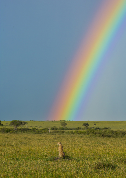 Cheetah (acinonyx jubatus) in front of a rainbow, Rift valley province, Maasai mara, Kenya