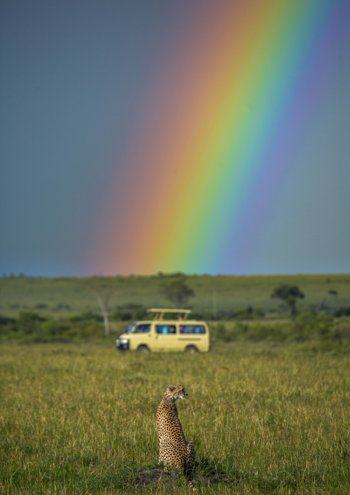 Cheetah (acinonyx jubatus) in front of a rainbow, Rift valley province, Maasai mara, Kenya