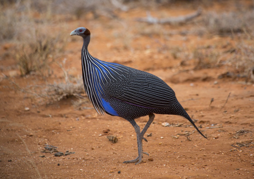 Vulturine guineafowl (acryllium vulturinum), Samburu county, Samburu national reserve, Kenya