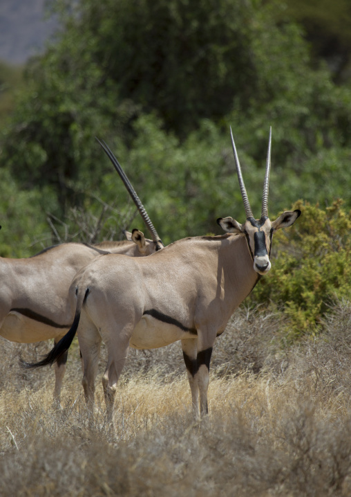 Beisa gemsbok (oryx gazella beisa), Samburu county, Samburu national reserve, Kenya