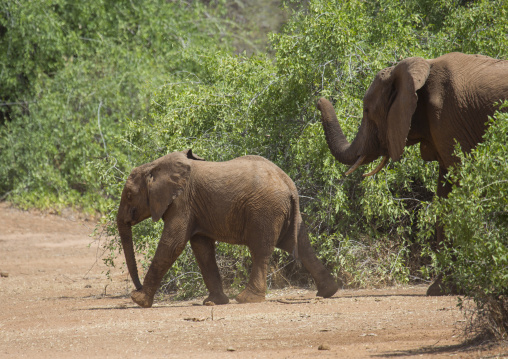 African elephants (loxodonta africana) crossing a road, Samburu county, Samburu national reserve, Kenya