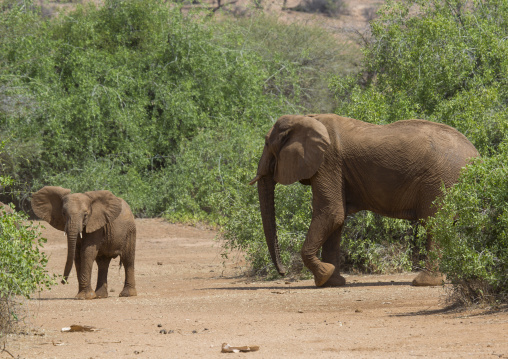African elephants (loxodonta africana), Samburu county, Samburu national reserve, Kenya