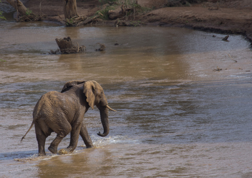 African elephant (loxodonta africana) crossing a river, Samburu county, Samburu national reserve, Kenya