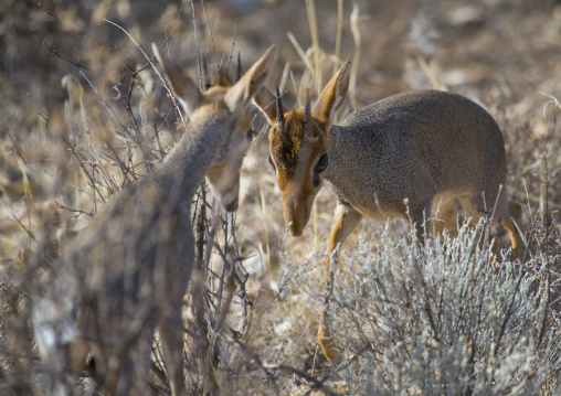 Kirk's dik-dik, Samburu county, Samburu national reserve, Kenya