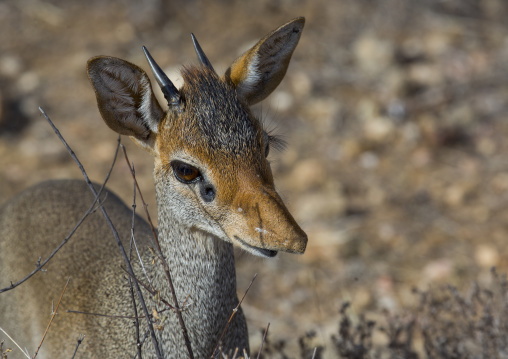 Kirk's dik-dik, Samburu county, Samburu national reserve, Kenya