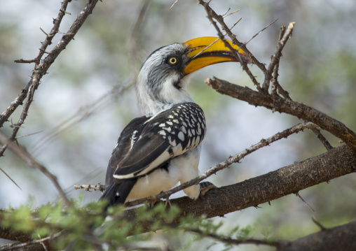 Yellow-billed hornbill sitting on a branch, Samburu county, Samburu national reserve, Kenya