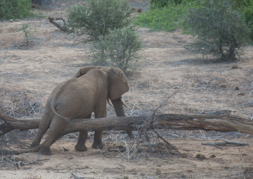 African elephant (loxodonta africana) scratching on a trunk, Samburu county, Samburu national reserve, Kenya