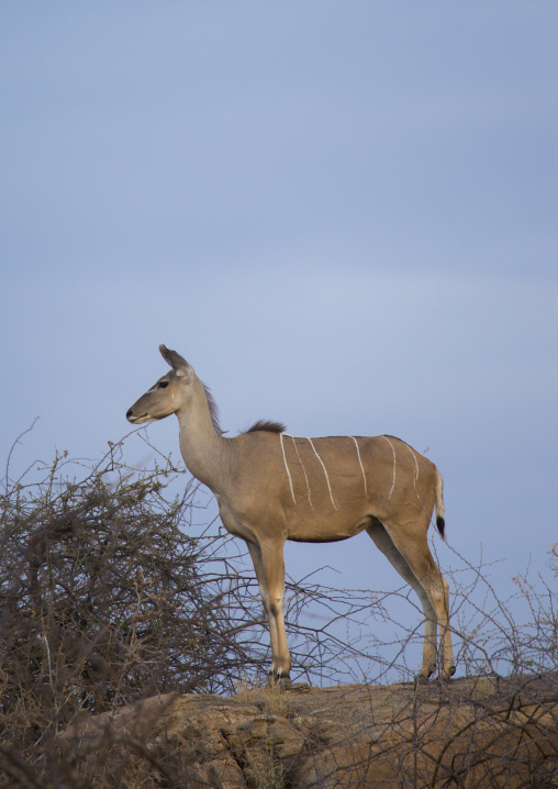 Great kudu female (tragelaphus strepsiceros), Samburu county, Samburu national reserve, Kenya