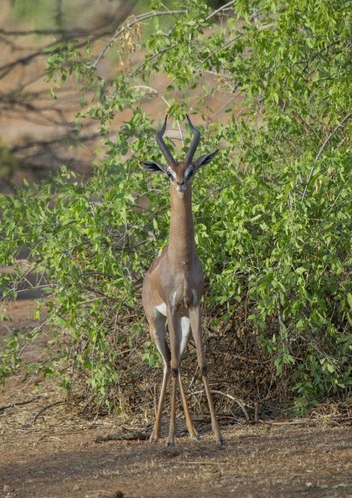 Gerenuk (litocranius walleri), Samburu county, Samburu national reserve, Kenya