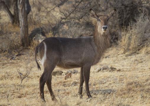 Female defassa waterbuck, Samburu county, Samburu national reserve, Kenya