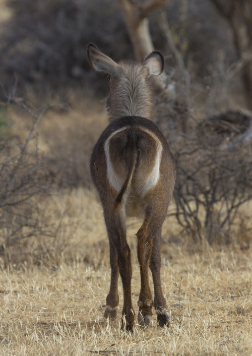 Female defassa waterbuck, Samburu county, Samburu national reserve, Kenya