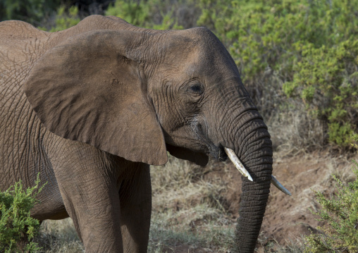 African elephant (loxodonta africana), Samburu county, Samburu national reserve, Kenya