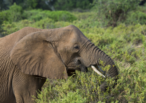 African elephant (loxodonta africana) eating grass, Samburu county, Samburu national reserve, Kenya