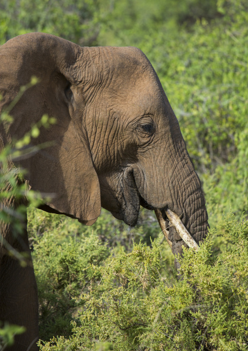 African elephant (loxodonta africana) eating grass, Samburu county, Samburu national reserve, Kenya