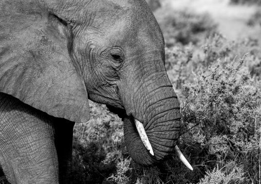 African elephant (loxodonta africana) eating grass, Samburu county, Samburu national reserve, Kenya
