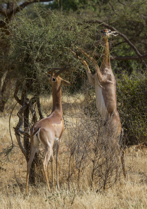 Gerenuks (litocranius walleri) browsing, Samburu county, Samburu national reserve, Kenya