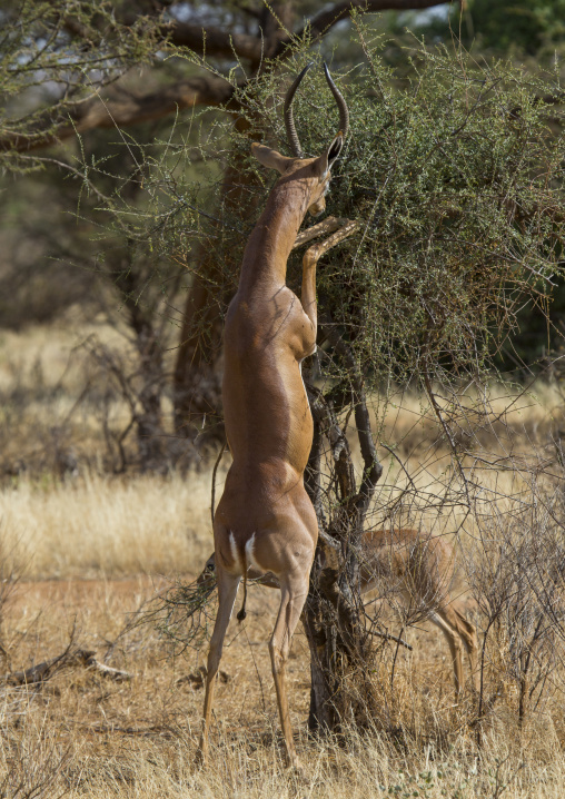 Gerenuk (litocranius walleri) browsing, Samburu county, Samburu national reserve, Kenya