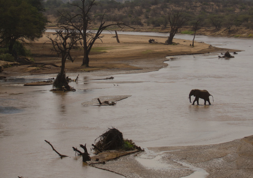 African elephant (loxodonta africana) crossing a river, Samburu county, Samburu national reserve, Kenya