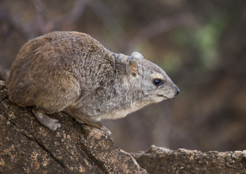 Rock hyrax (procavia capensis), Samburu county, Samburu national reserve, Kenya