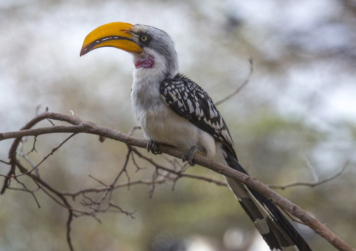 Yellow-billed hornbill sitting on a branch, Samburu county, Samburu national reserve, Kenya