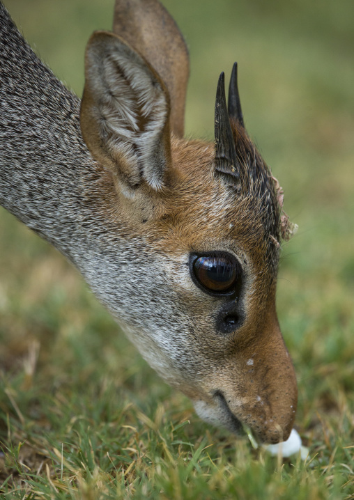 Kirk's dik-dik, Samburu county, Samburu national reserve, Kenya