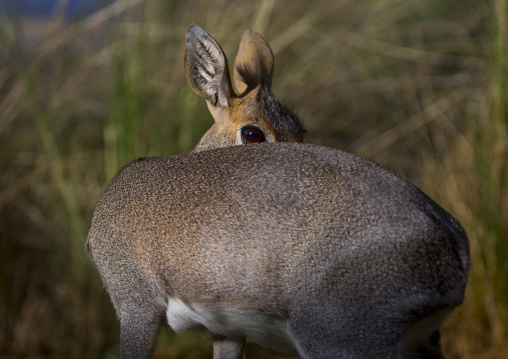 Kirk's dik-dik, Samburu county, Samburu national reserve, Kenya