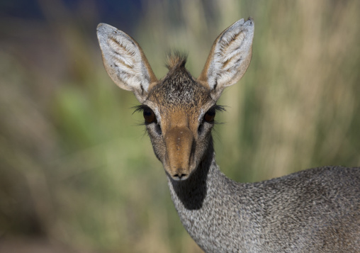 Kirk's dik-dik, Samburu county, Samburu national reserve, Kenya